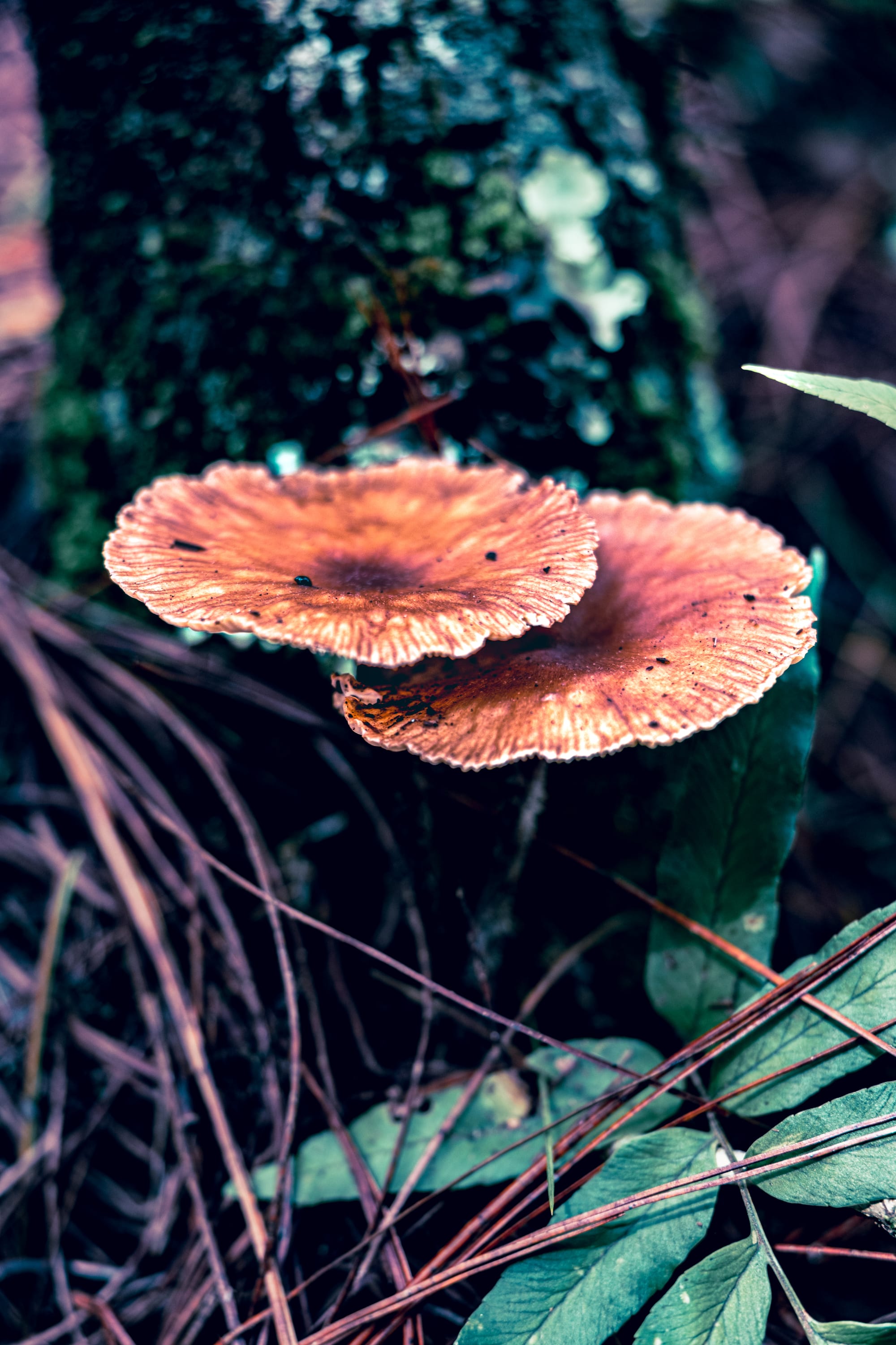 A fungi hike in the highland forests of San Cristóbal de las Casas
