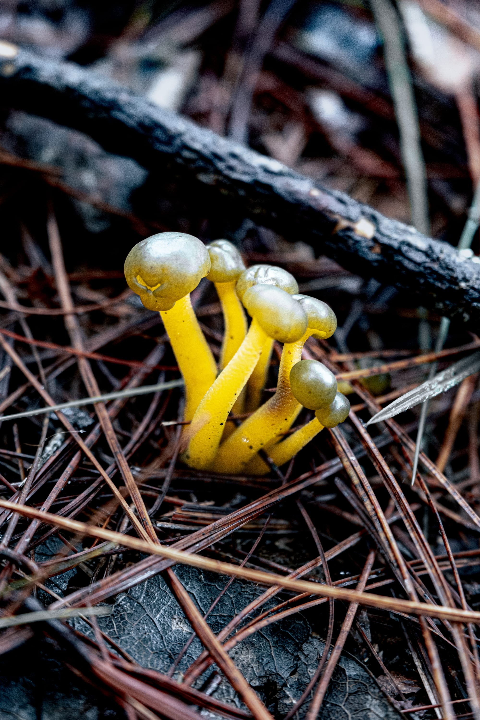 A fungi hike in the highland forests of San Cristóbal de las Casas