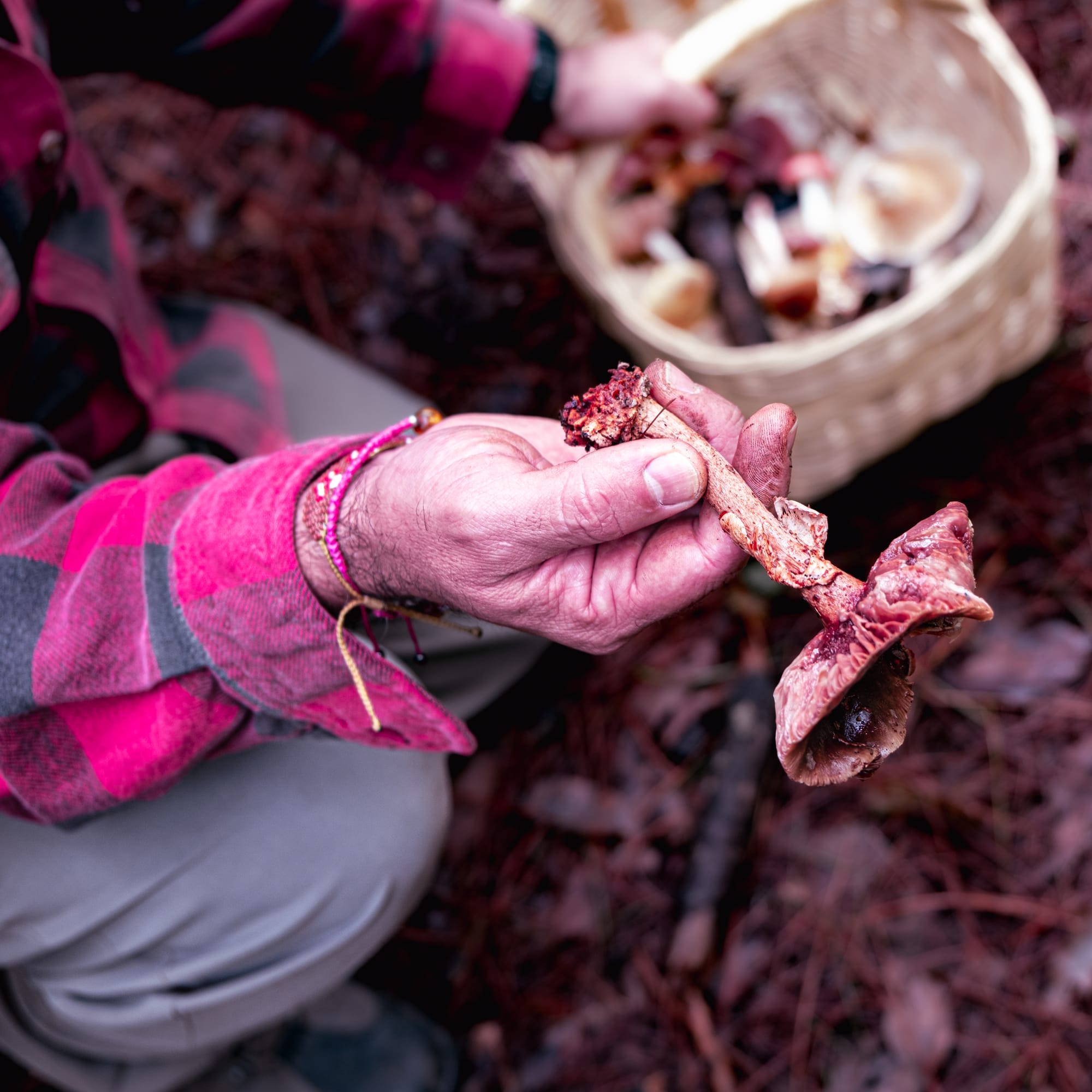 A fungi hike in the highland forests of San Cristóbal de las Casas
