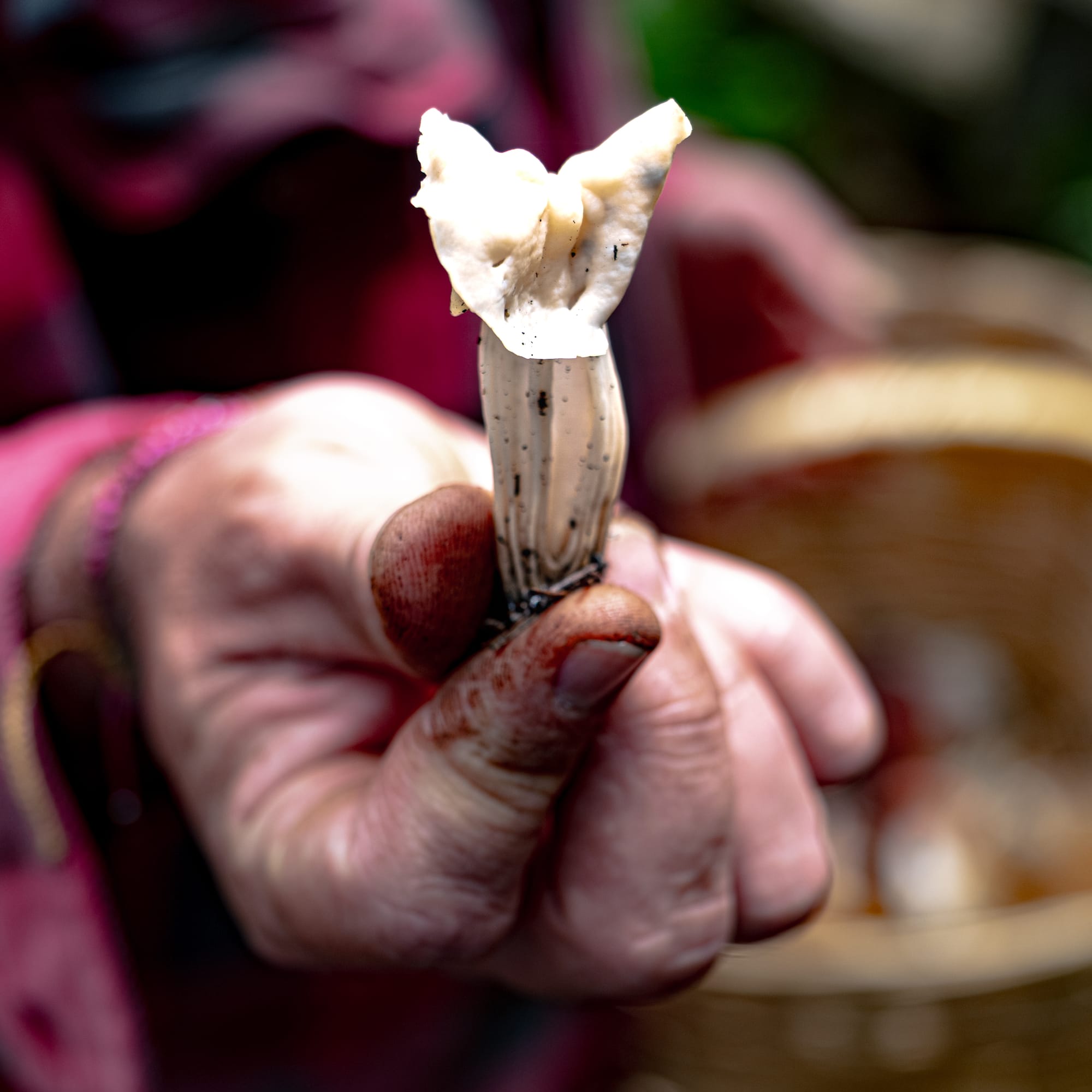 A fungi hike in the highland forests of San Cristóbal de las Casas