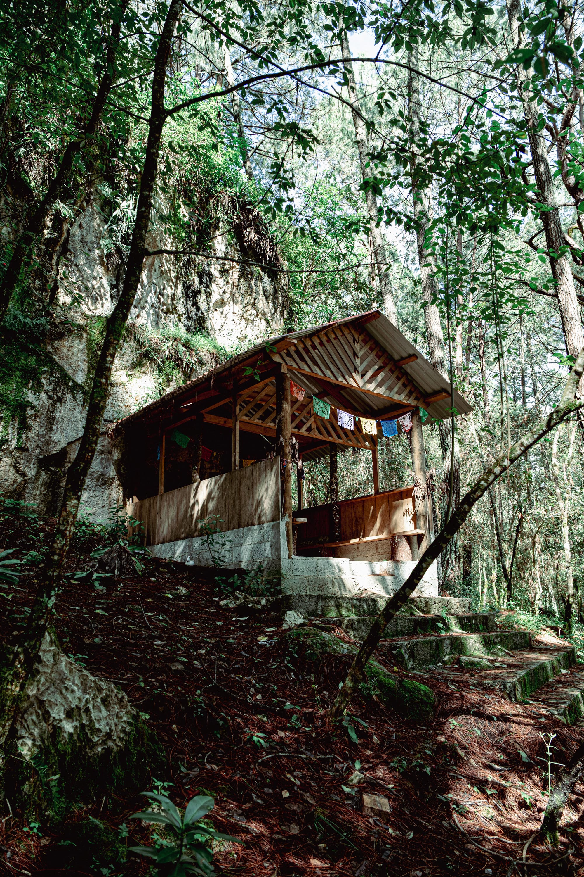 A fungi hike in the highland forests of San Cristóbal de las Casas