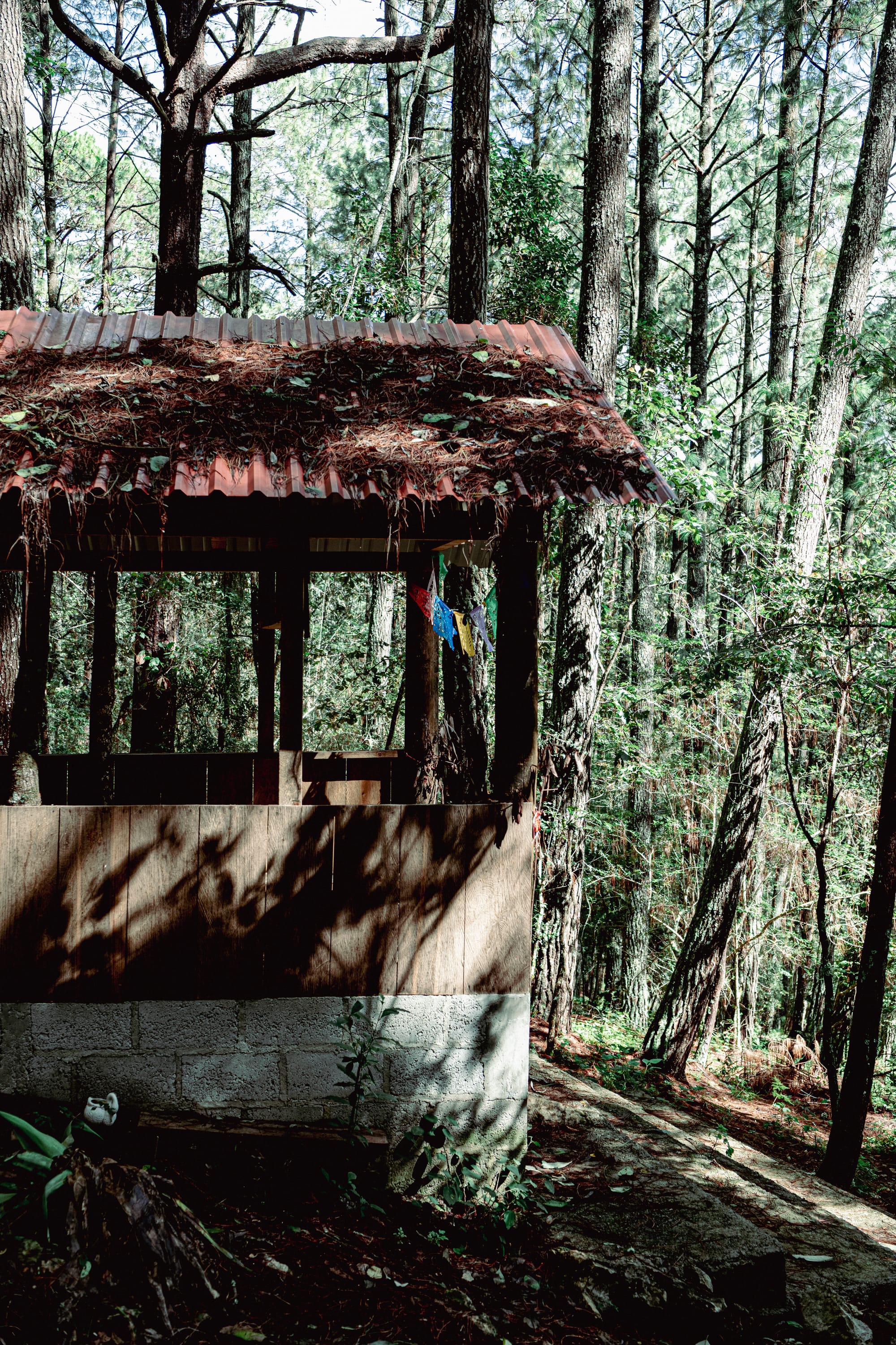 A fungi hike in the highland forests of San Cristóbal de las Casas