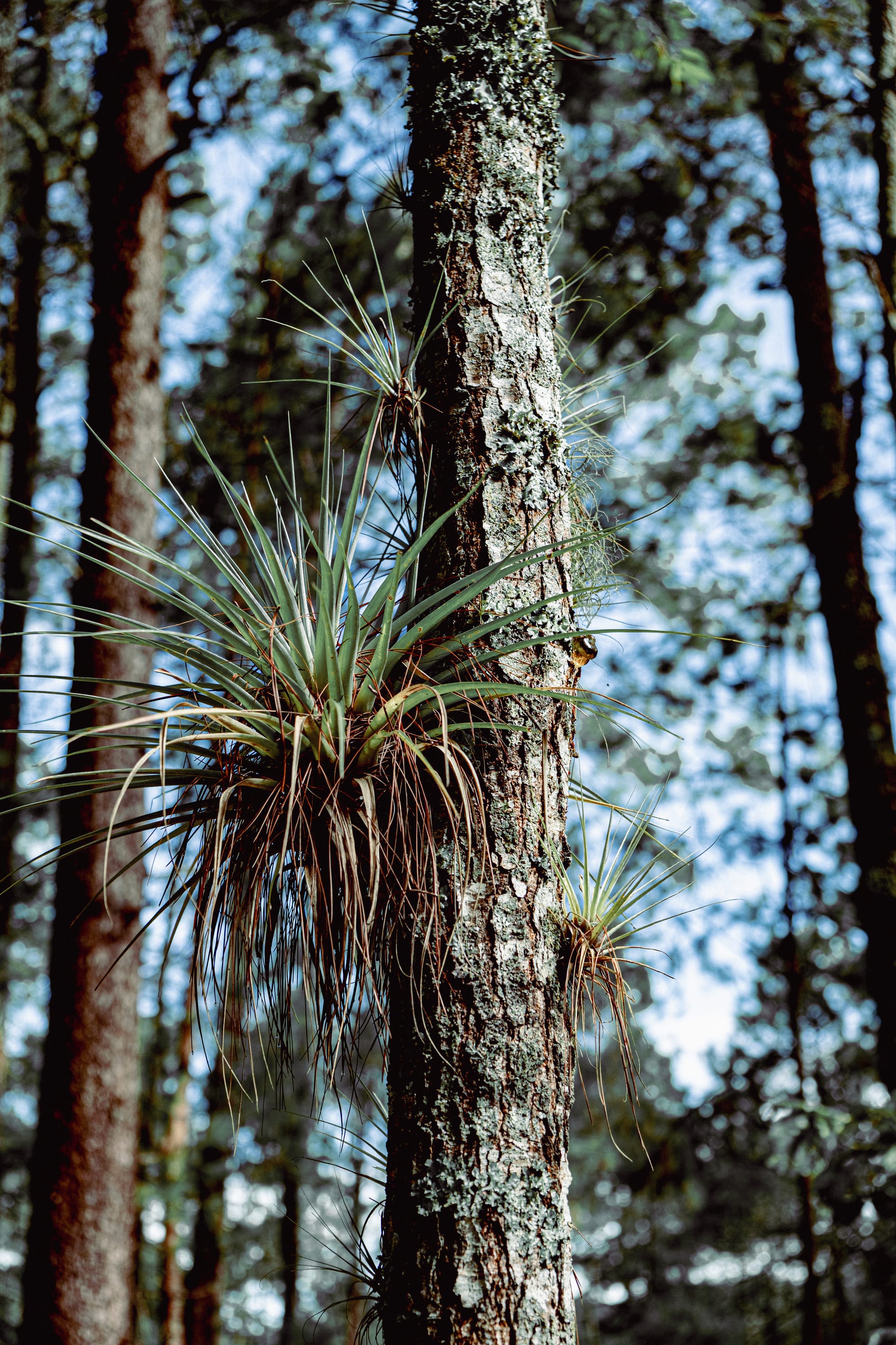 A fungi hike in the highland forests of San Cristóbal de las Casas