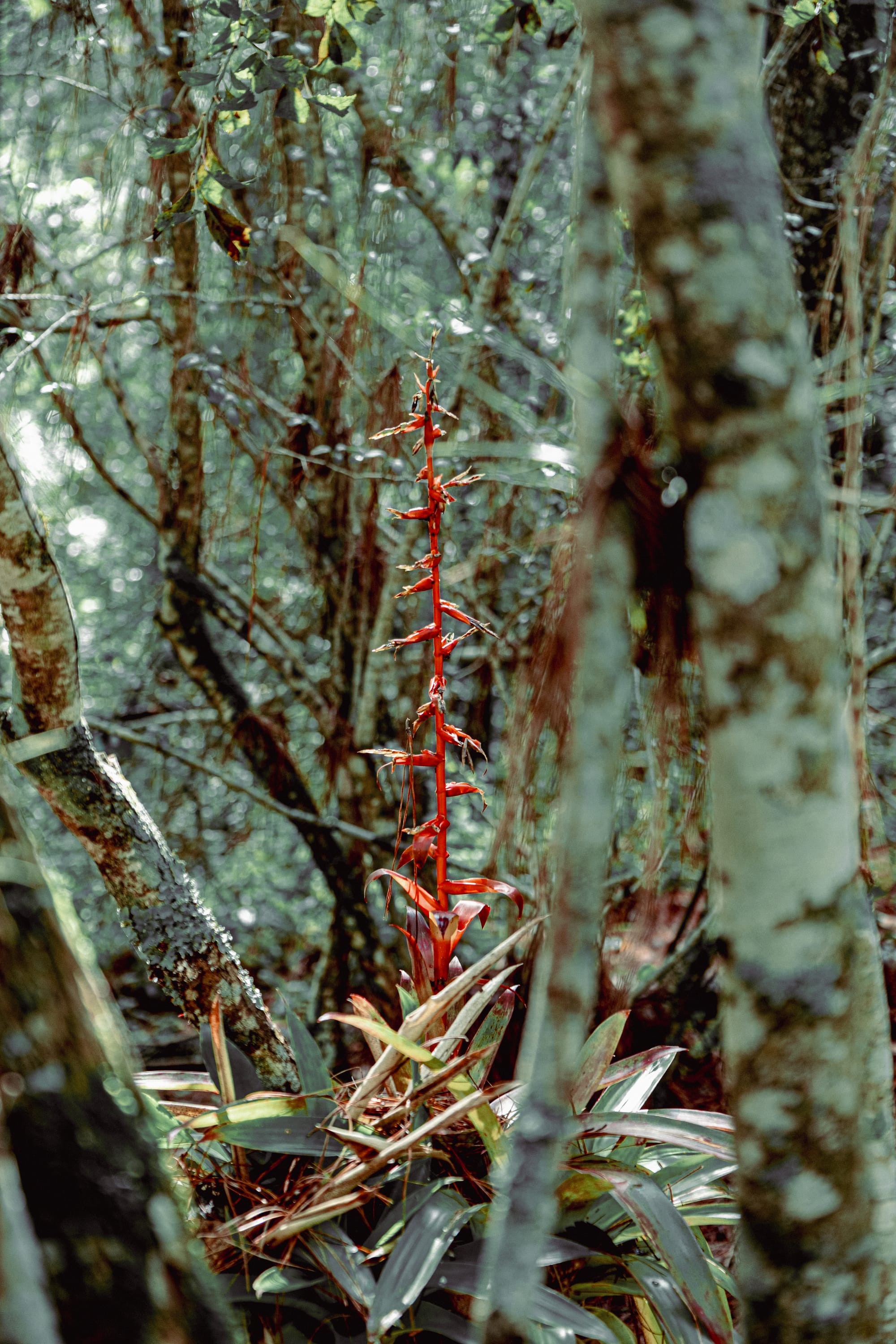 A fungi hike in the highland forests of San Cristóbal de las Casas