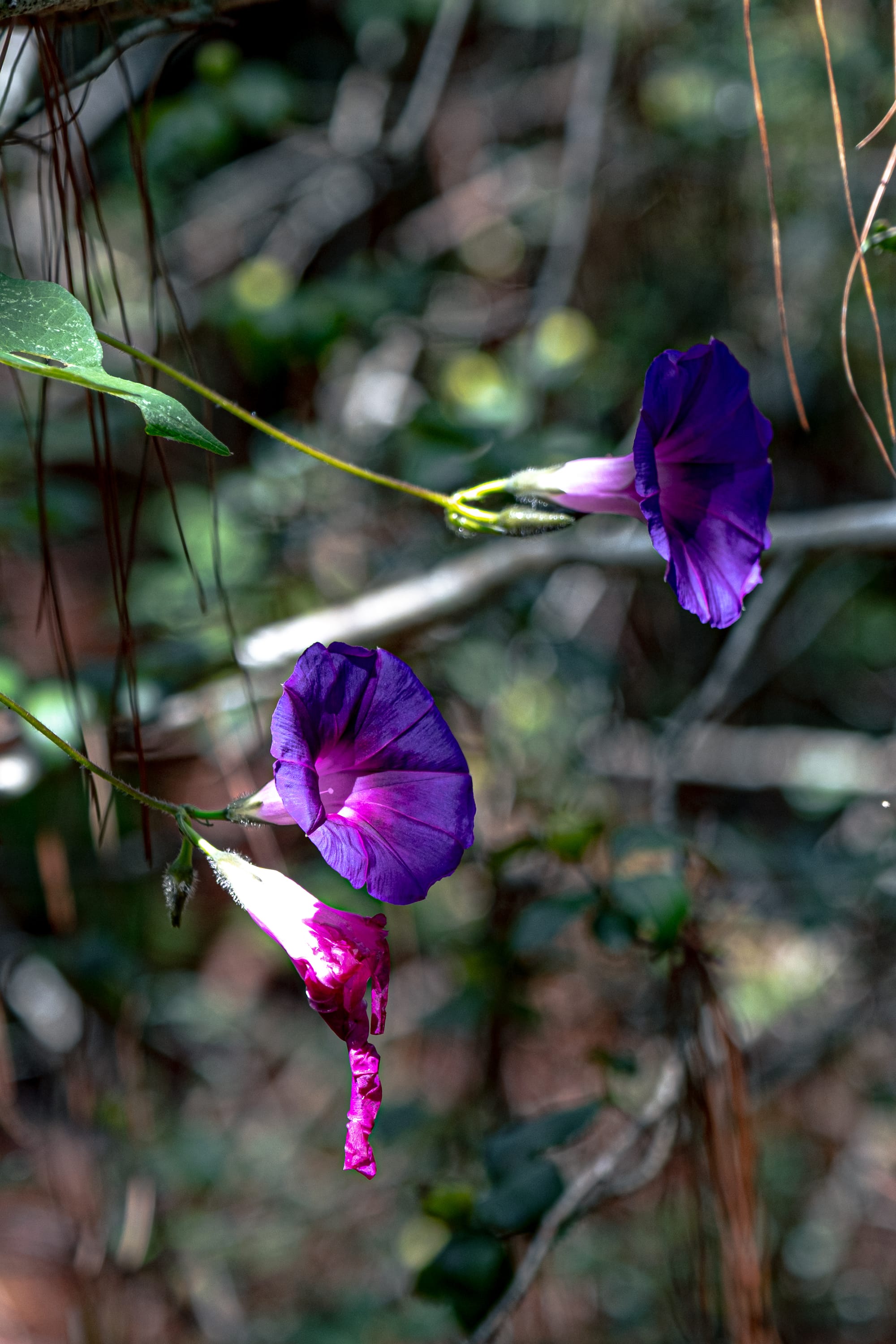 A fungi hike in the highland forests of San Cristóbal de las Casas