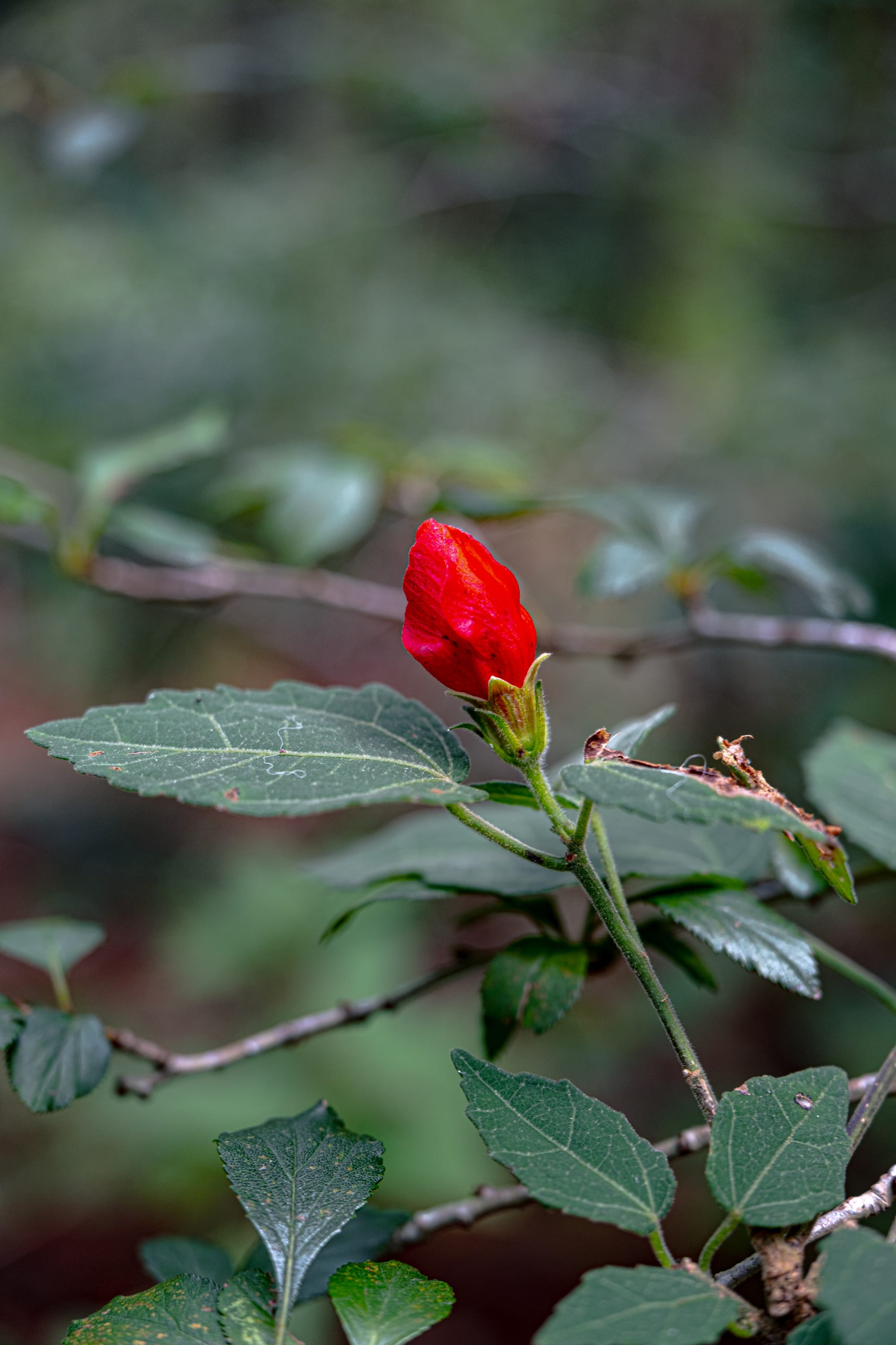 A fungi hike in the highland forests of San Cristóbal de las Casas