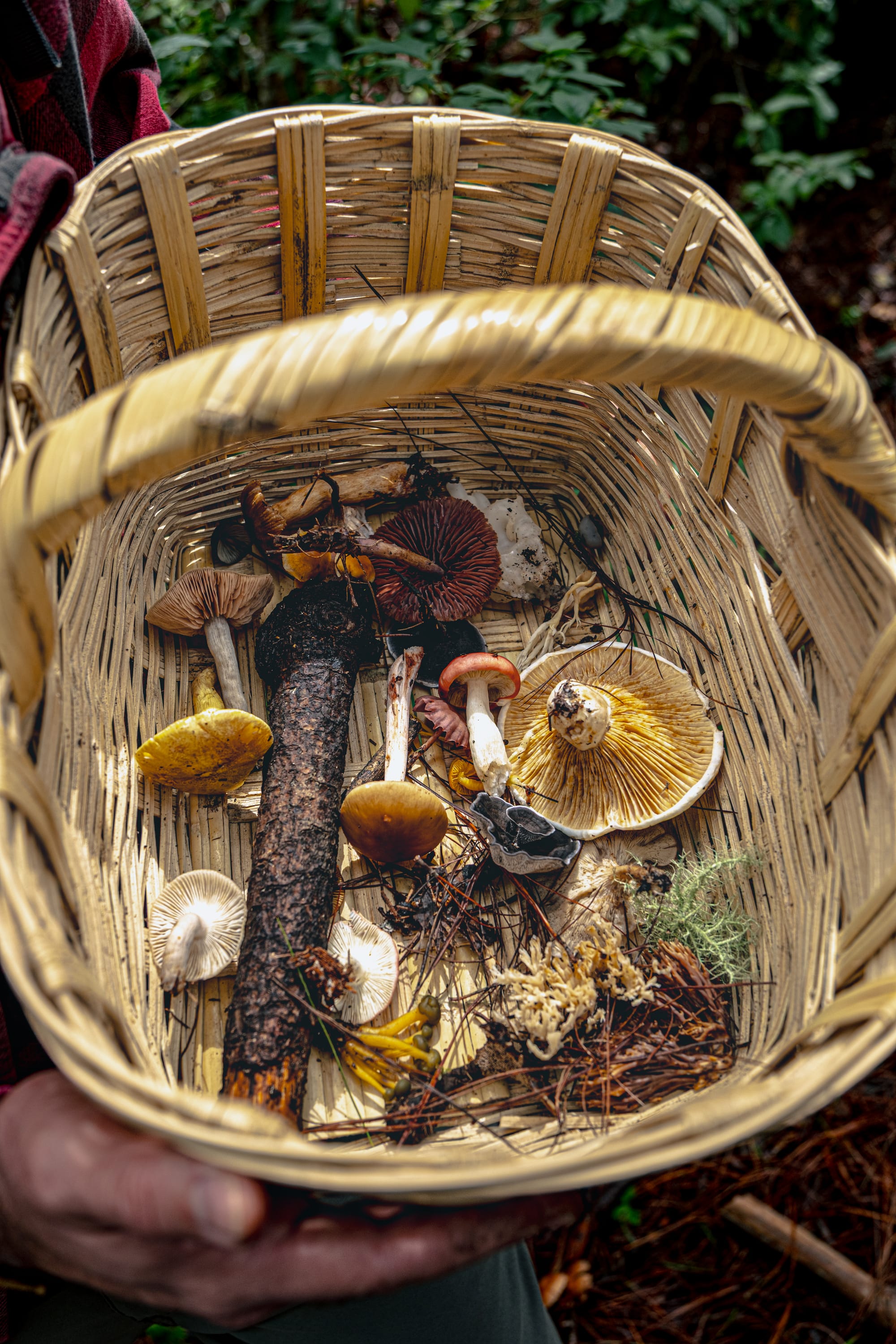 A fungi hike in the highland forests of San Cristóbal de las Casas