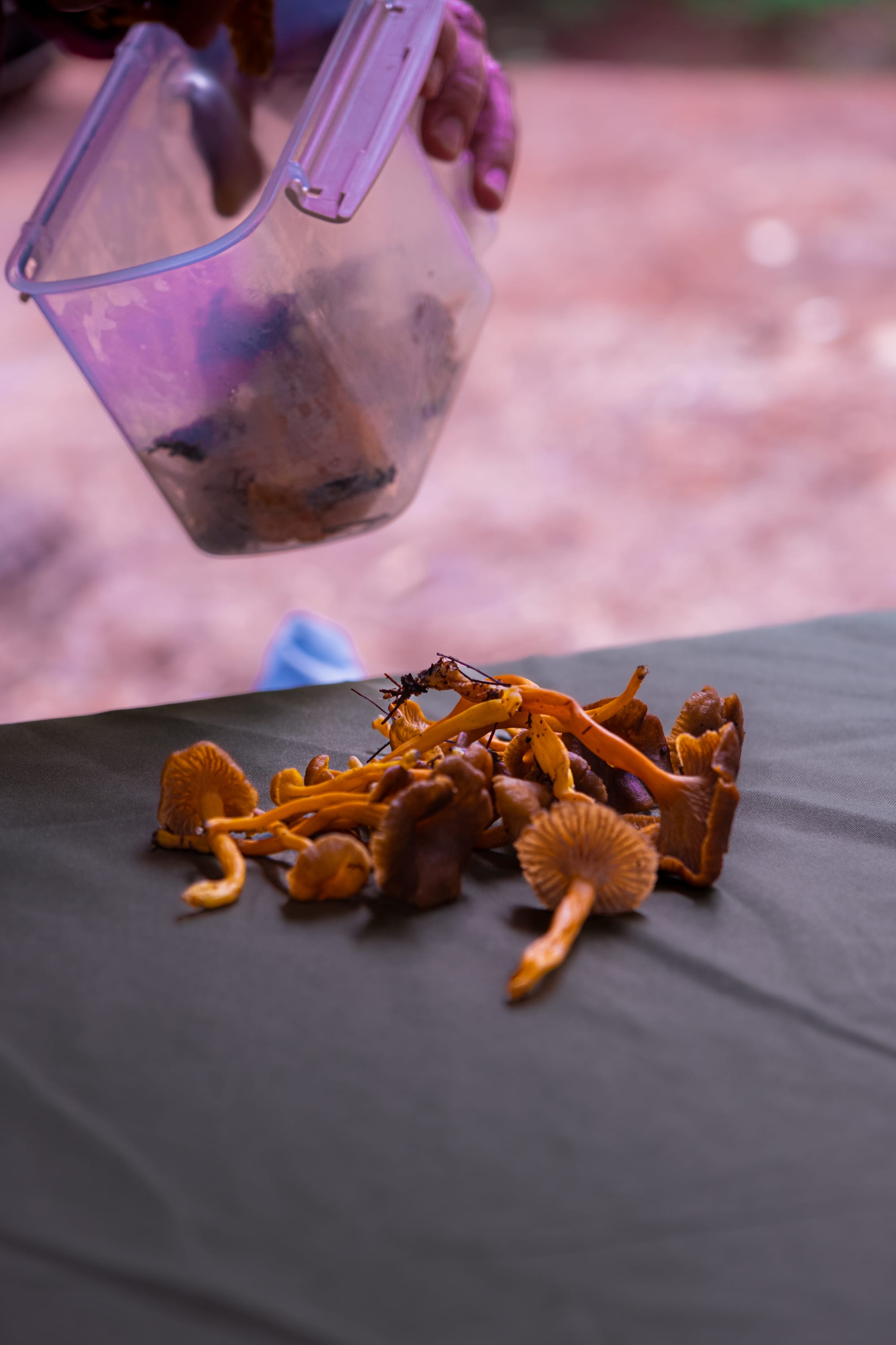 A fungi hike in the highland forests of San Cristóbal de las Casas