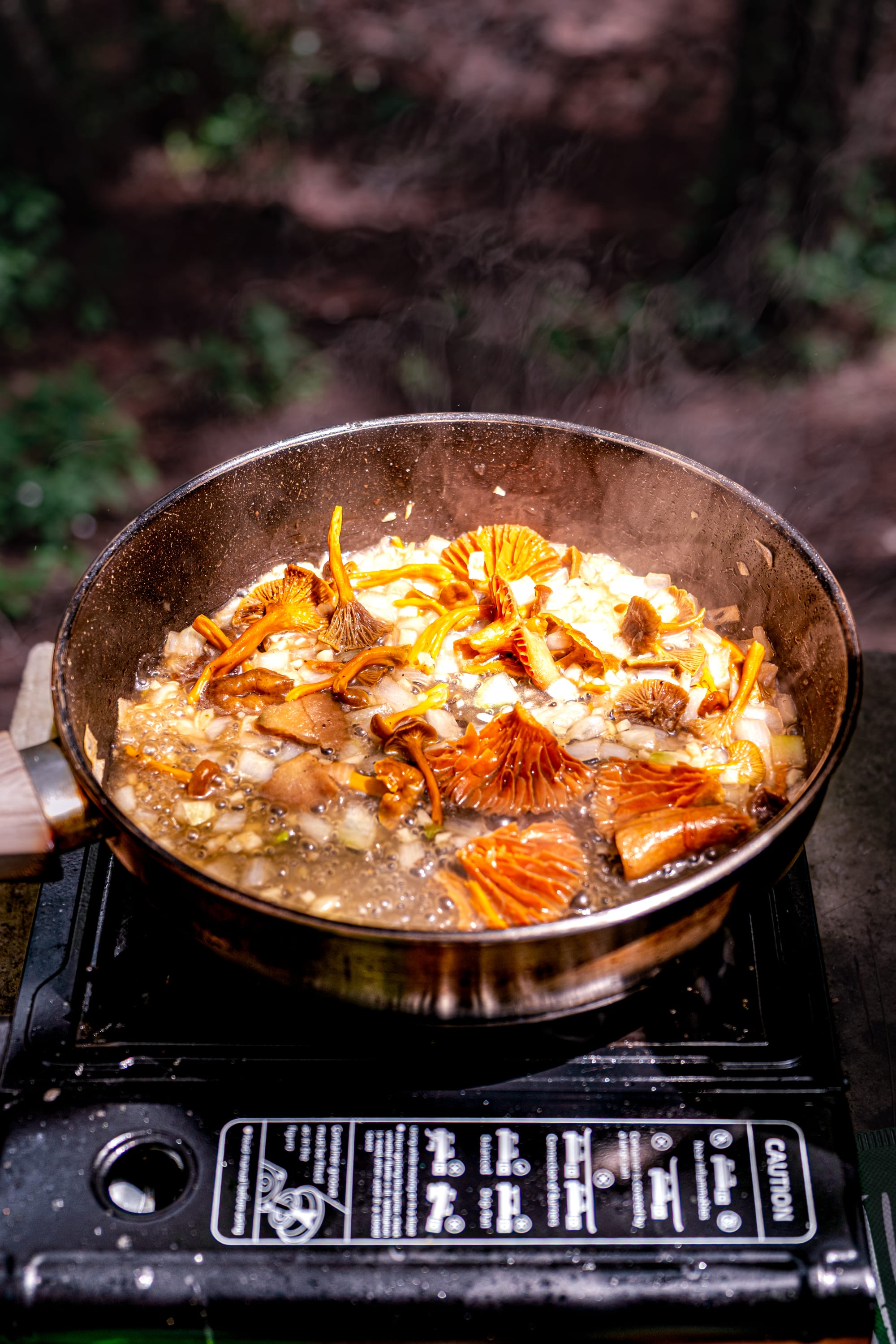 A fungi hike in the highland forests of San Cristóbal de las Casas