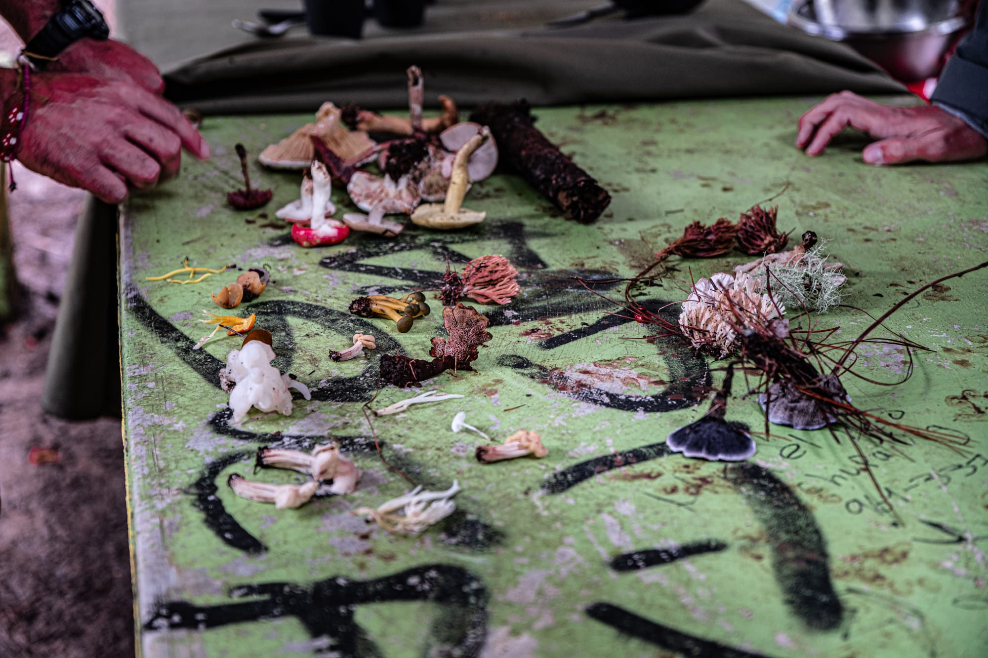 A fungi hike in the highland forests of San Cristóbal de las Casas