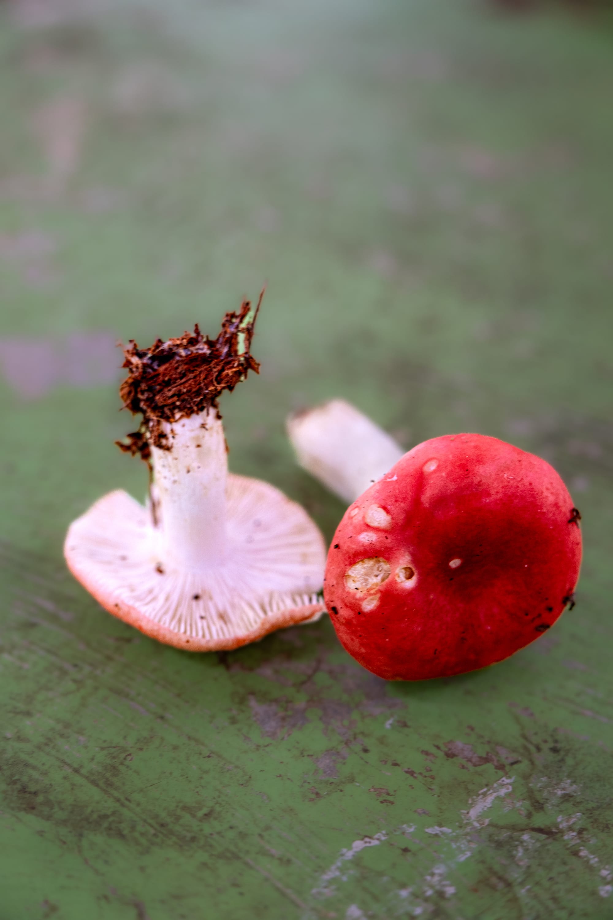 A fungi hike in the highland forests of San Cristóbal de las Casas