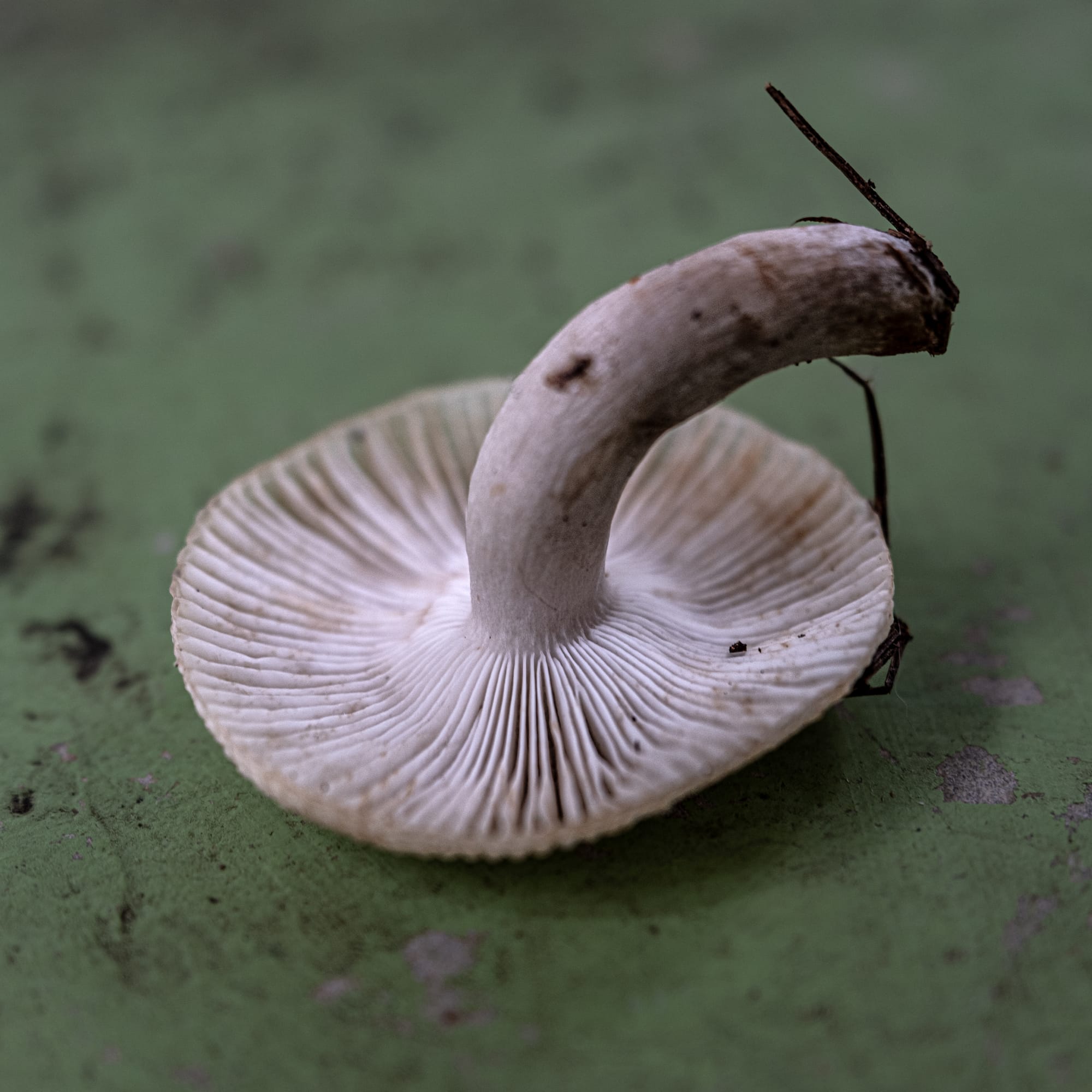 A fungi hike in the highland forests of San Cristóbal de las Casas