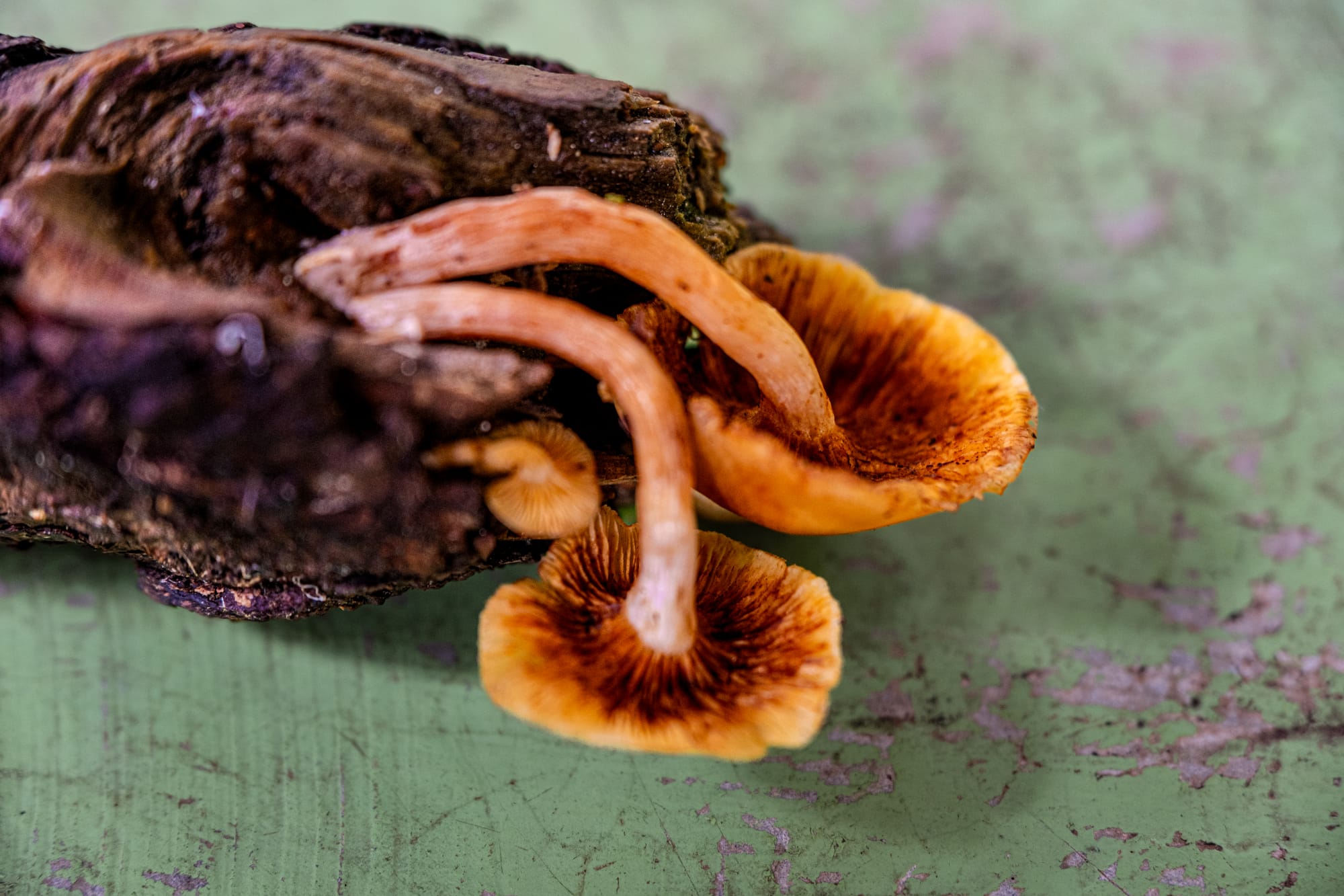 A fungi hike in the highland forests of San Cristóbal de las Casas