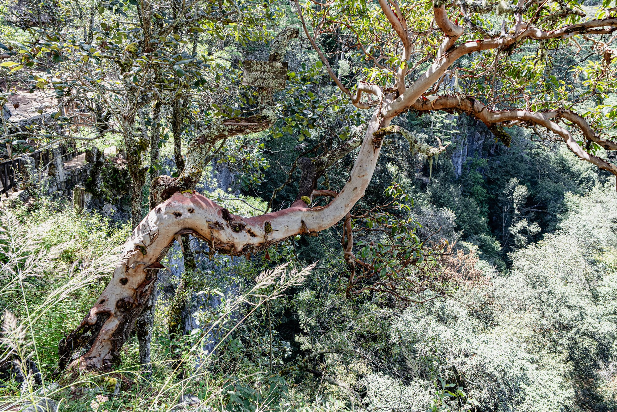 Tree with peeling bark overlooking the forested canyon at El Arcotete near San Cristóbal de las Casas, with limestone cliffs and dense highland vegetation in the background