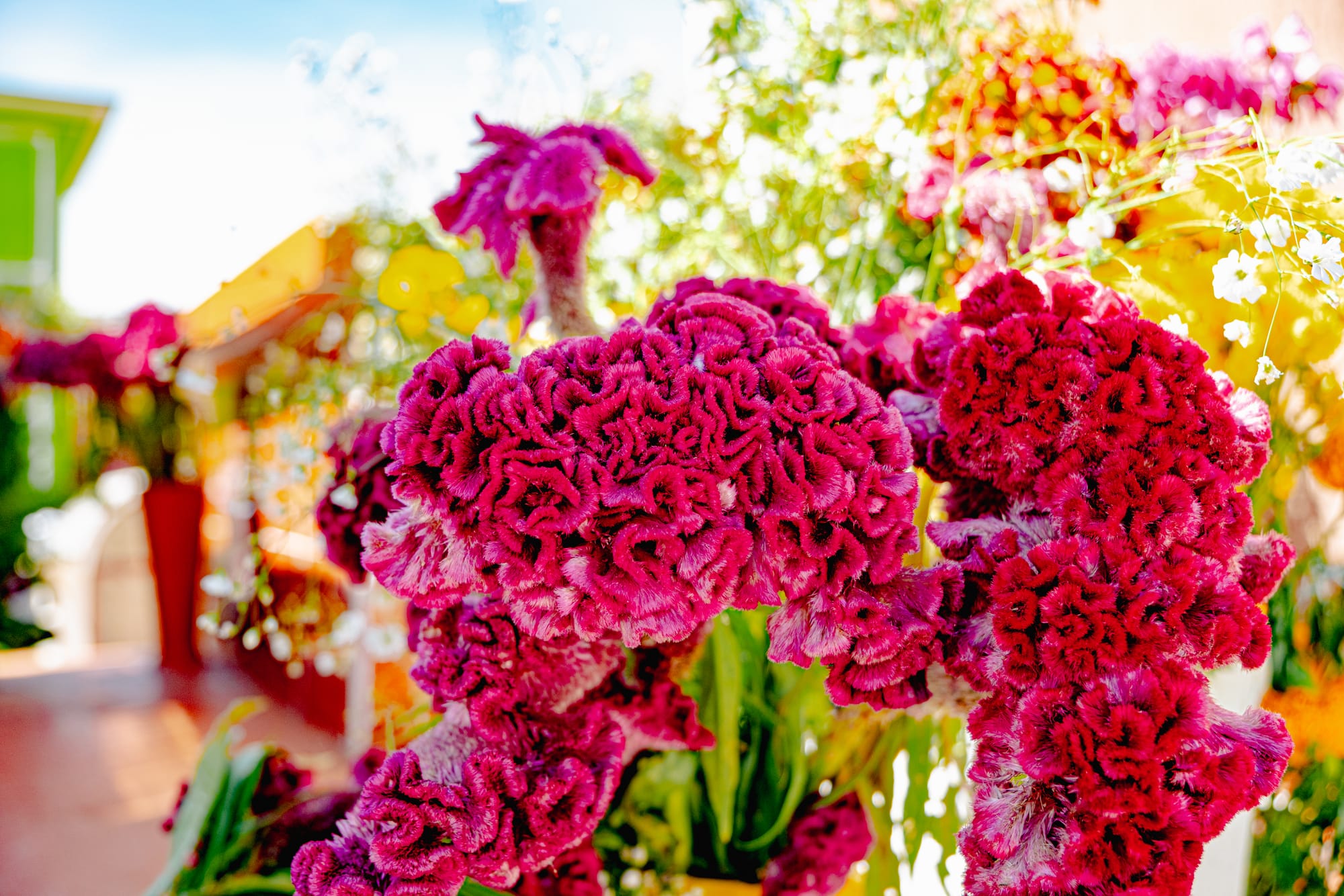 Día de Muertos flowers at San Cristóbal Municipal Pantheon in San Cristóbal de las Casas, Chiapas, Mexico, close up of vibrant pink cockscomb flowers arranged as grave offerings, colorful floral decorations used during Day of the Dead cemetery celebrations