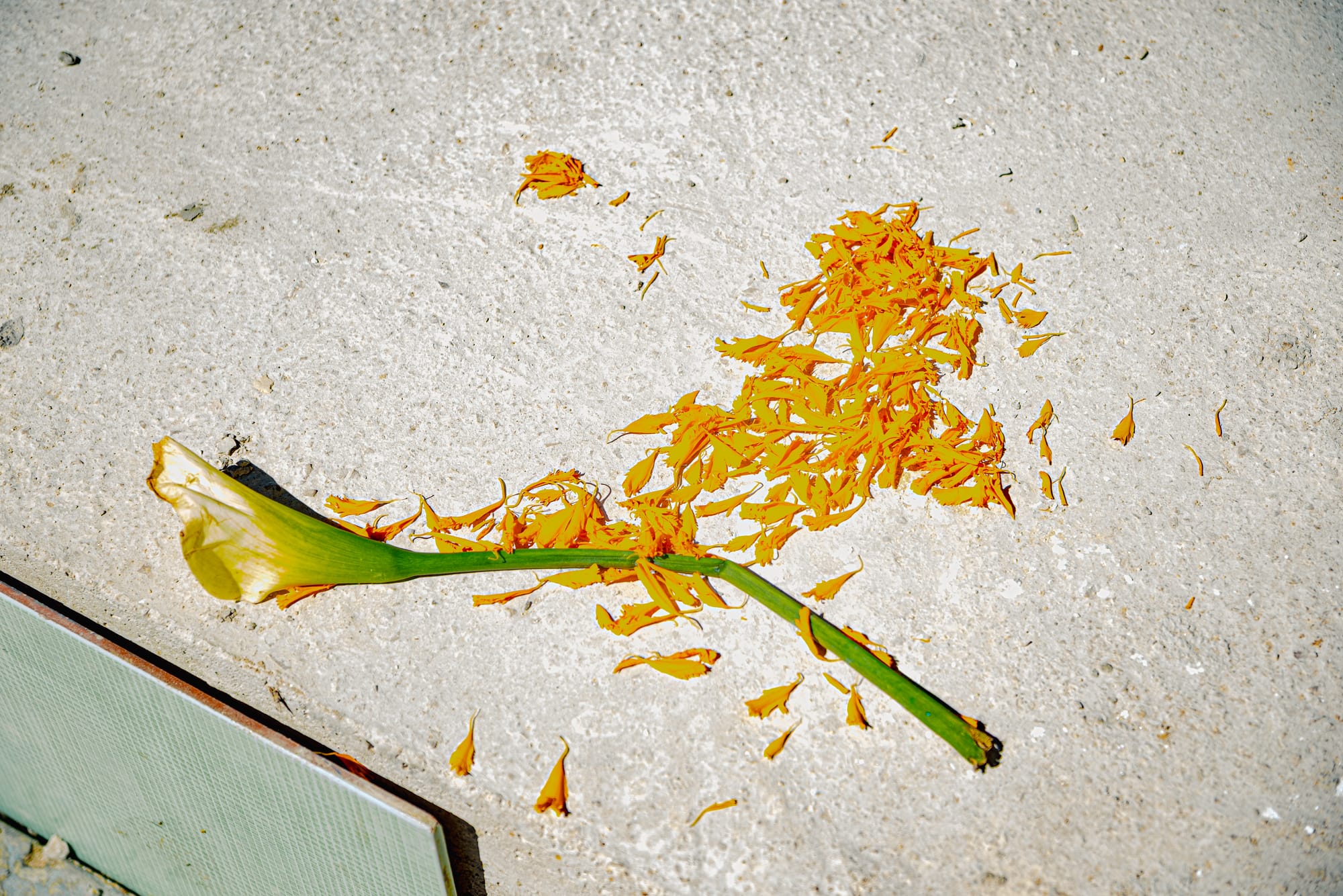 Día de Muertos at San Cristóbal Municipal Pantheon in San Cristóbal de las Casas, Chiapas, Mexico, fallen marigold petals scattered on stone grave surface, close up of cempasúchil flower remnants after Day of the Dead offerings, traces of ritual and remembrance in the city cemetery