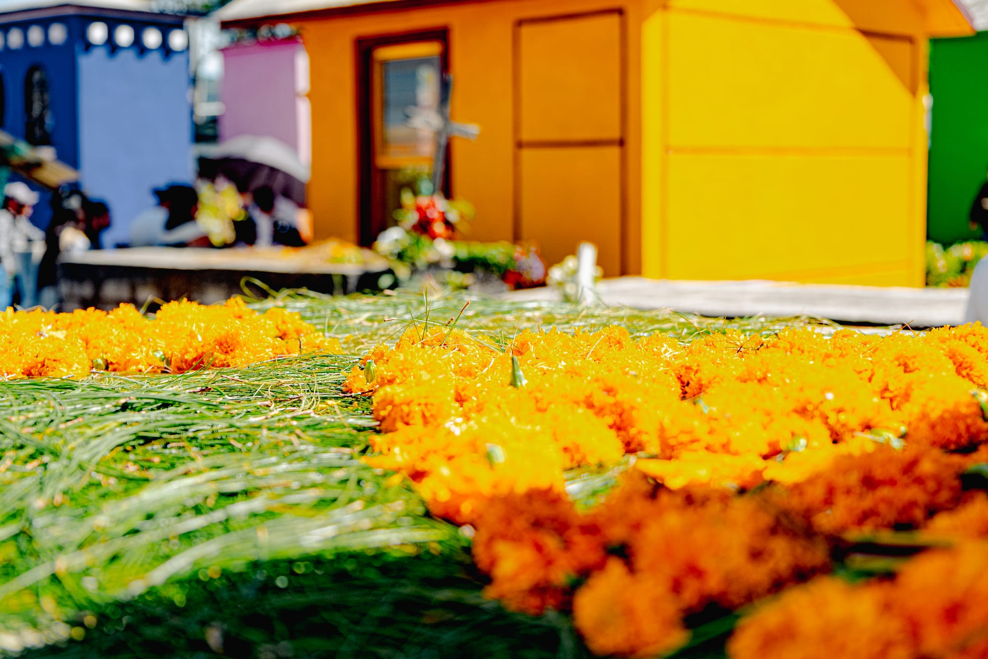 Día de Muertos at San Cristóbal Municipal Pantheon in San Cristóbal de las Casas, Chiapas, Mexico, marigold flowers arranged over pine needles on an above ground grave, close up of traditional Day of the Dead cemetery decorations with colorful mausoleums in the background
