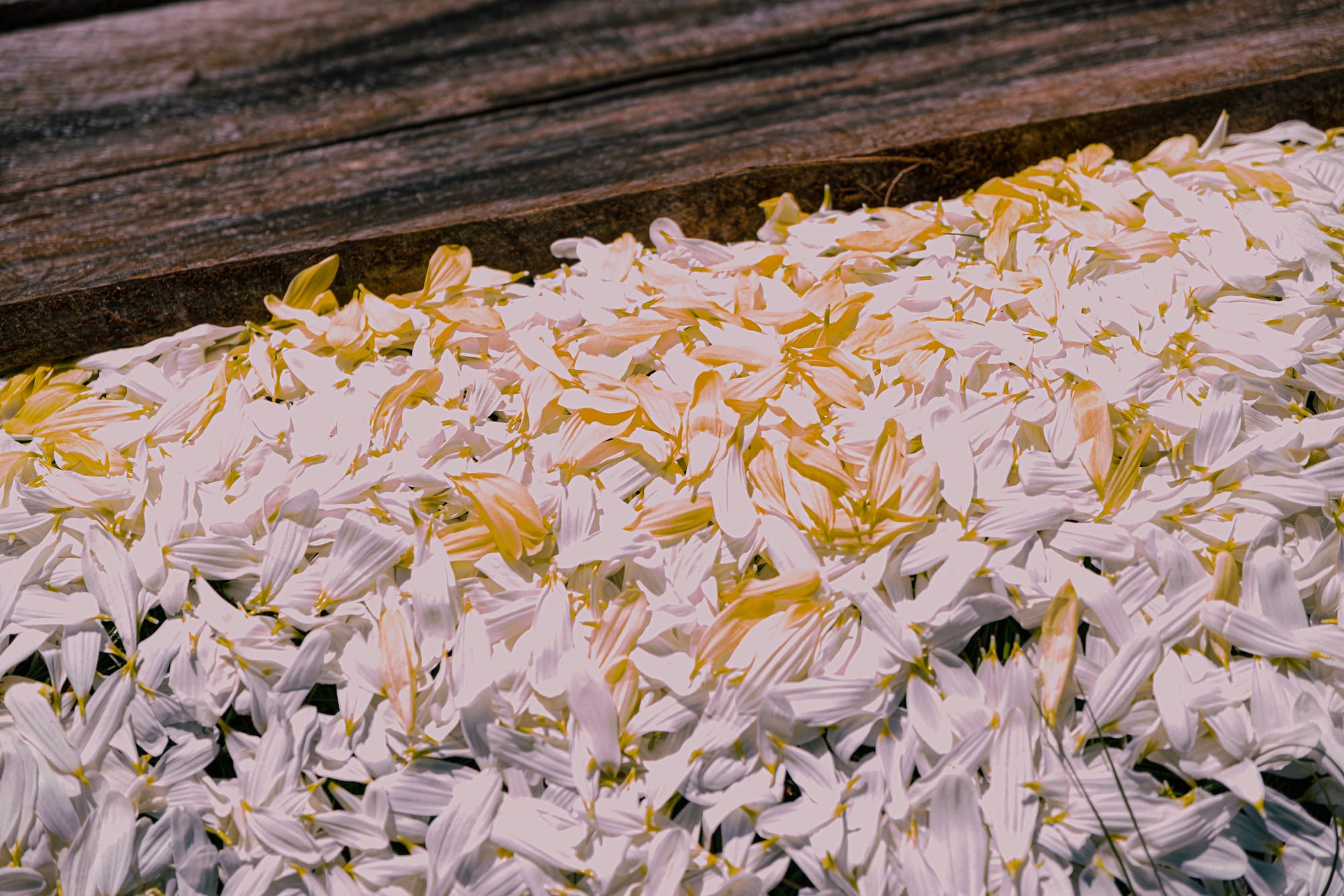 Día de Muertos at Romerillo Cemetery Chiapas, pine covered grave mound with wooden boards and scattered petals, simple hilltop burial marked by flowers and pine needles, indigenous Day of the Dead traditions at Romerillo near San Cristóbal de las Casas