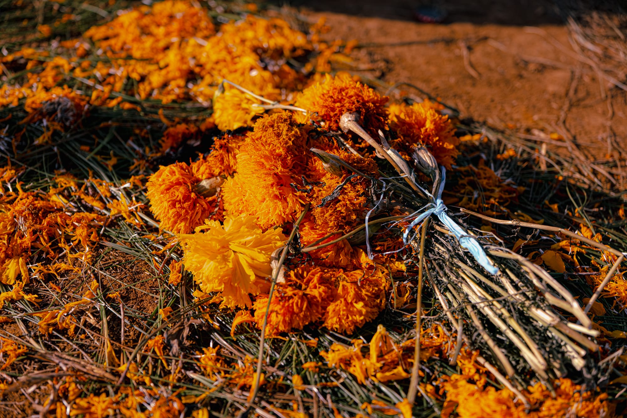 Día de Muertos at Romerillo Cemetery Chiapas, close up of cempasúchil marigold flowers tied with string and scattered over pine needles, fresh and fallen marigold petals covering a grave mound, traditional Day of the Dead offerings at a hilltop cemetery near San Cristóbal de las Casas