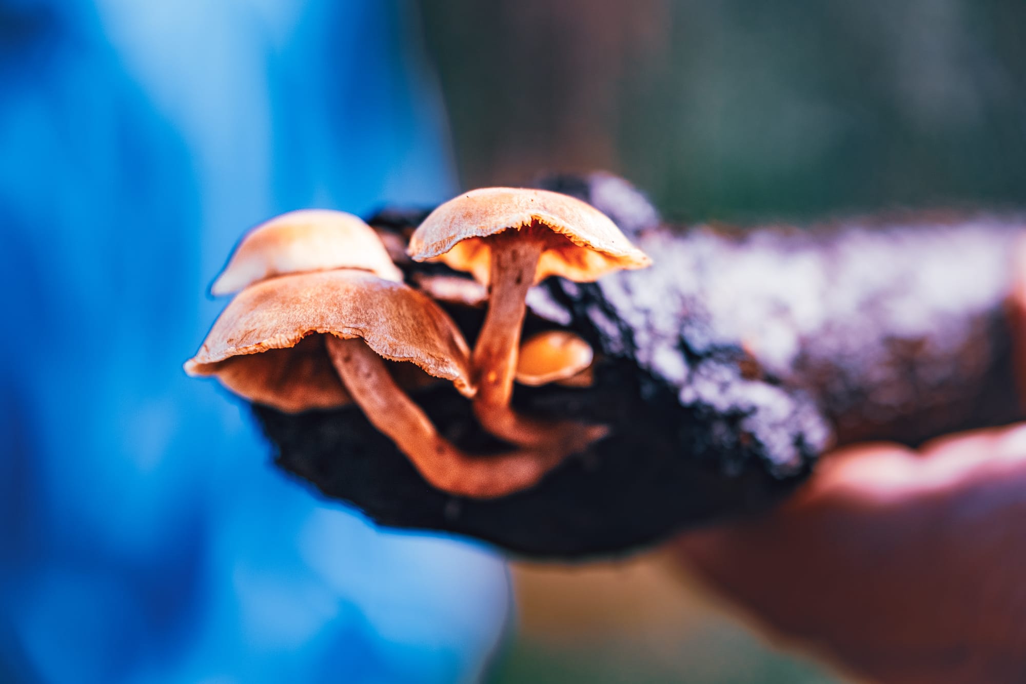 Digital nomad life in San Cristóbal de las Casas Mexico, fungi hike in the Chiapas Highlands, wild mushrooms growing on forest log, guided mycology walk near San Cristóbal, nature immersion for digital nomads and remote workers, seasonal forest ecology in southern Mexico