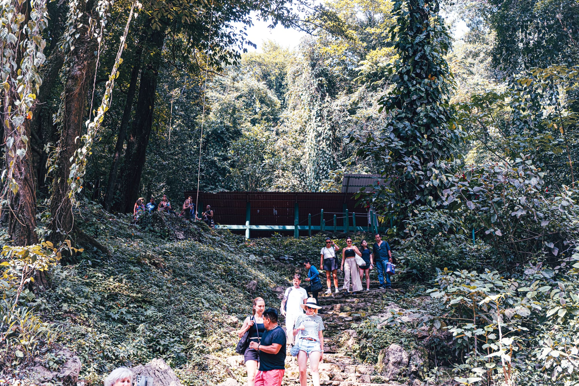 Visitors walking down stone steps toward Misol-Há waterfall near Palenque, Chiapas, surrounded by dense tropical jungle, hanging vines, and forest vegetation, showing the main access path used by travelers visiting one of the most popular waterfalls near Palenque and a common stop on Chiapas waterfall and nature day trips from San Cristóbal de las Casas