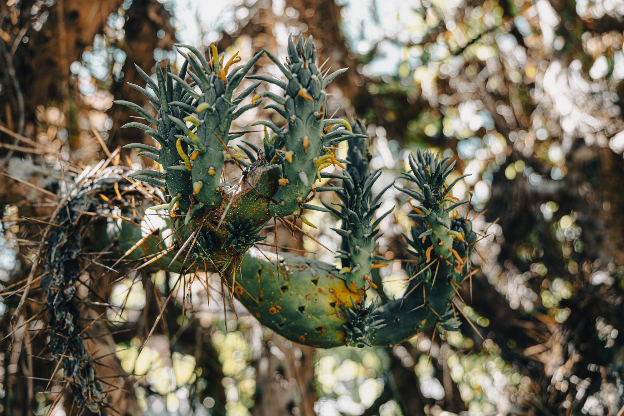 Close-up of a spiny cactus growing along the trail at Moxviquil in San Cristóbal de las Casas, with sharp clustered pads and desert foliage in soft background light
