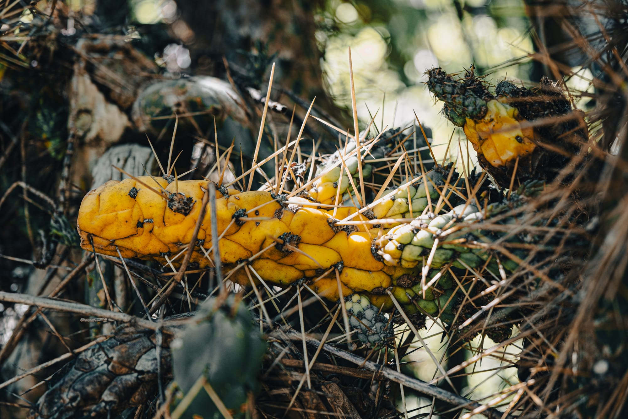 Close-up of a yellow and green spiny cactus along the trail at Moxviquil in San Cristóbal de las Casas, showing dense clusters of sharp thorns and textured pads in natural light