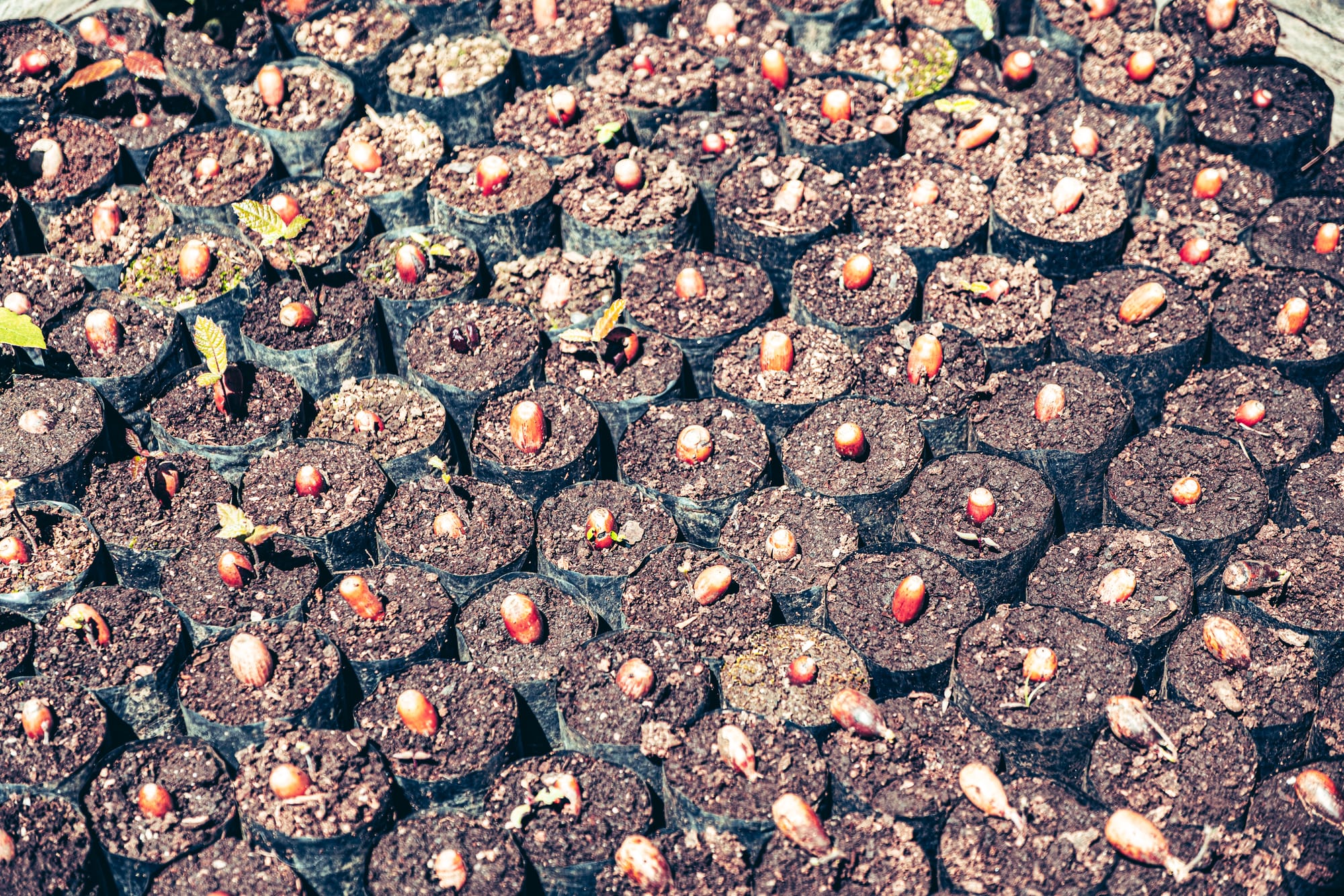 Rows of young seedlings in small nursery bags at Moxviquil in San Cristóbal de las Casas, showing the reserve’s reforestation and native plant cultivation efforts