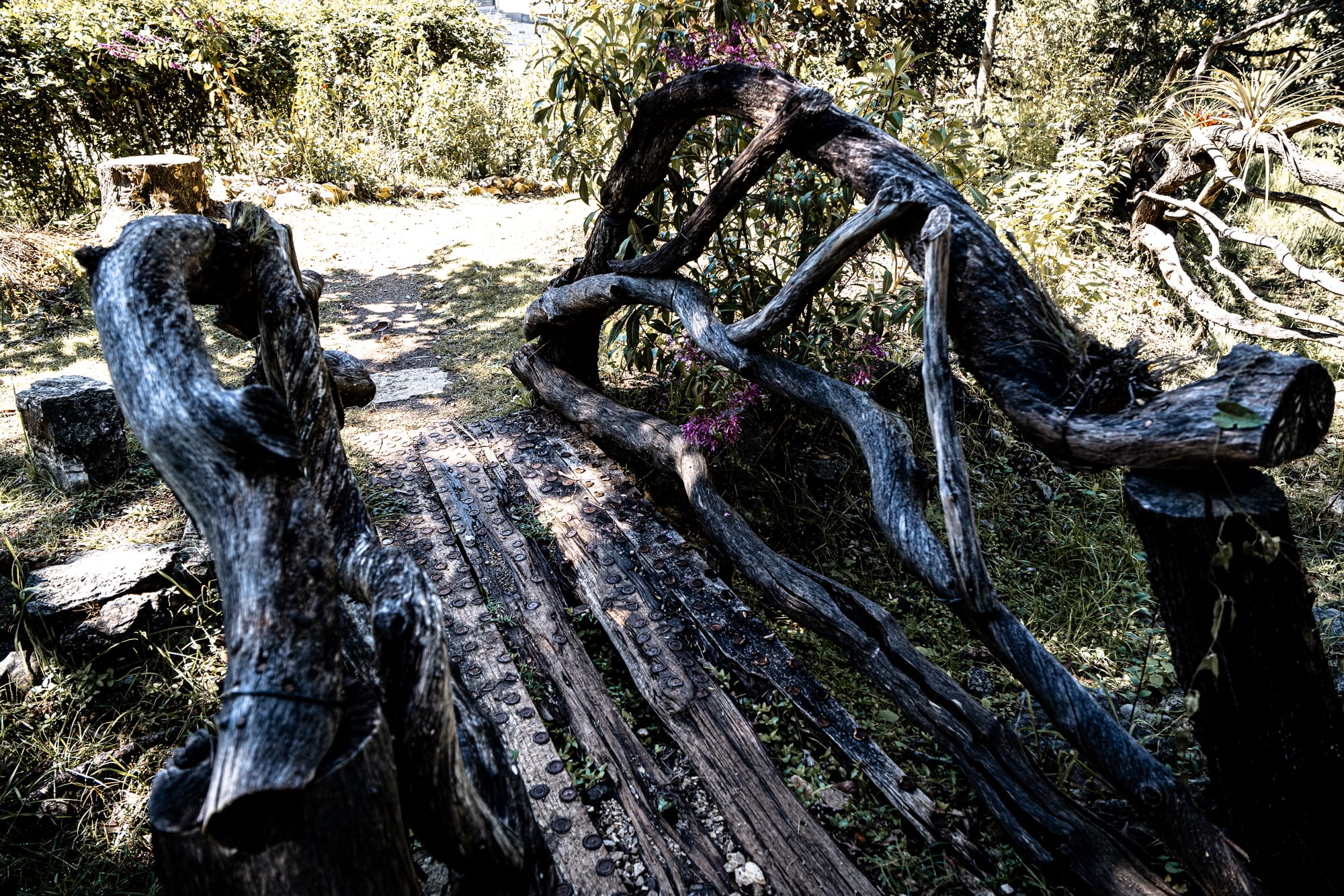 Curved wooden footbridge made from twisted branches at Moxviquil in San Cristóbal de las Casas, leading into a shaded garden area surrounded by native plants and sunlight filtering through the trees