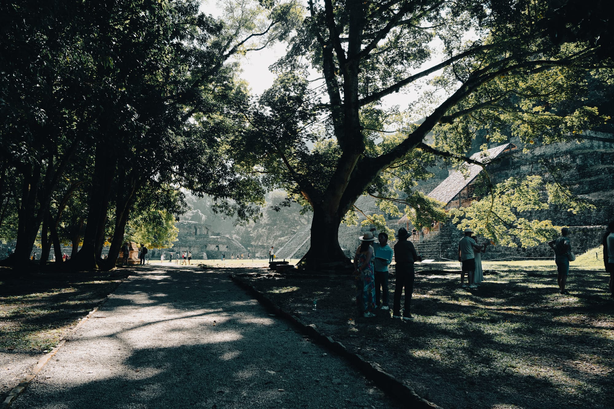 Palenque Mayan ruins jungle pathway with visitors walking beneath large trees, shaded path through Palenque archaeological site in Chiapas Mexico, ancient Maya city integrated into rainforest, walking tour of Palenque ruins from San Cristóbal de las Casas, immersive jungle ruins experience in southern Mexico