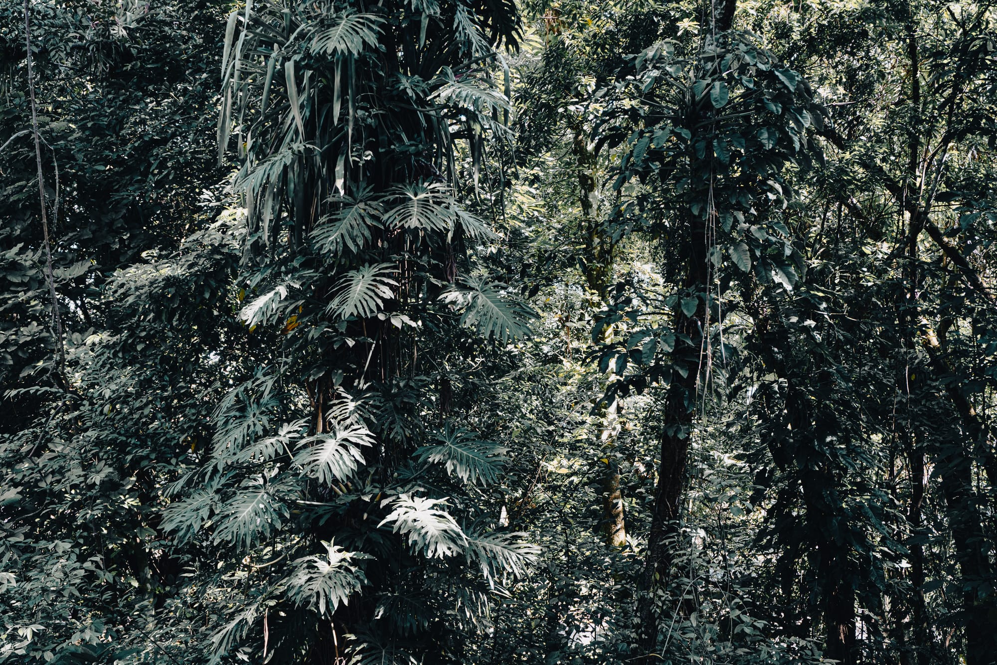 Dense jungle foliage surrounding the Palenque Mayan ruins in Chiapas Mexico, tropical rainforest vegetation and towering trees enveloping the Palenque archaeological site, lush greenery framing ancient Maya ruins near San Cristóbal de las Casas, rainforest landscape integral to the Palenque ruins experience