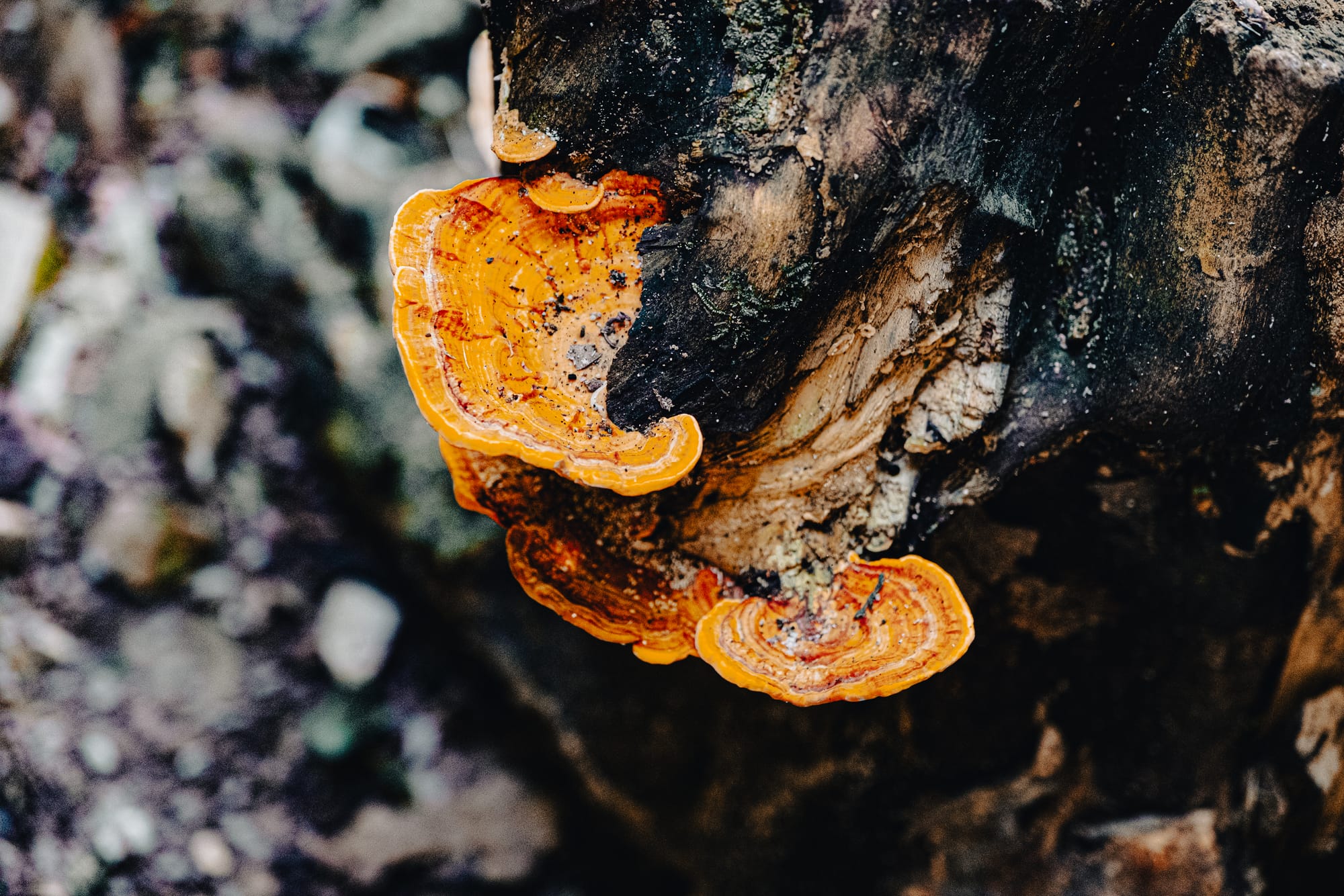Orange bracket fungus growing on tree trunk in the jungle at Palenque Mayan ruins in Chiapas Mexico, tropical rainforest details surrounding the Palenque archaeological site, close up of forest life and fungi near ancient Maya ruins outside San Cristóbal de las Casas, jungle ecology intertwined with Palenque ruins experience