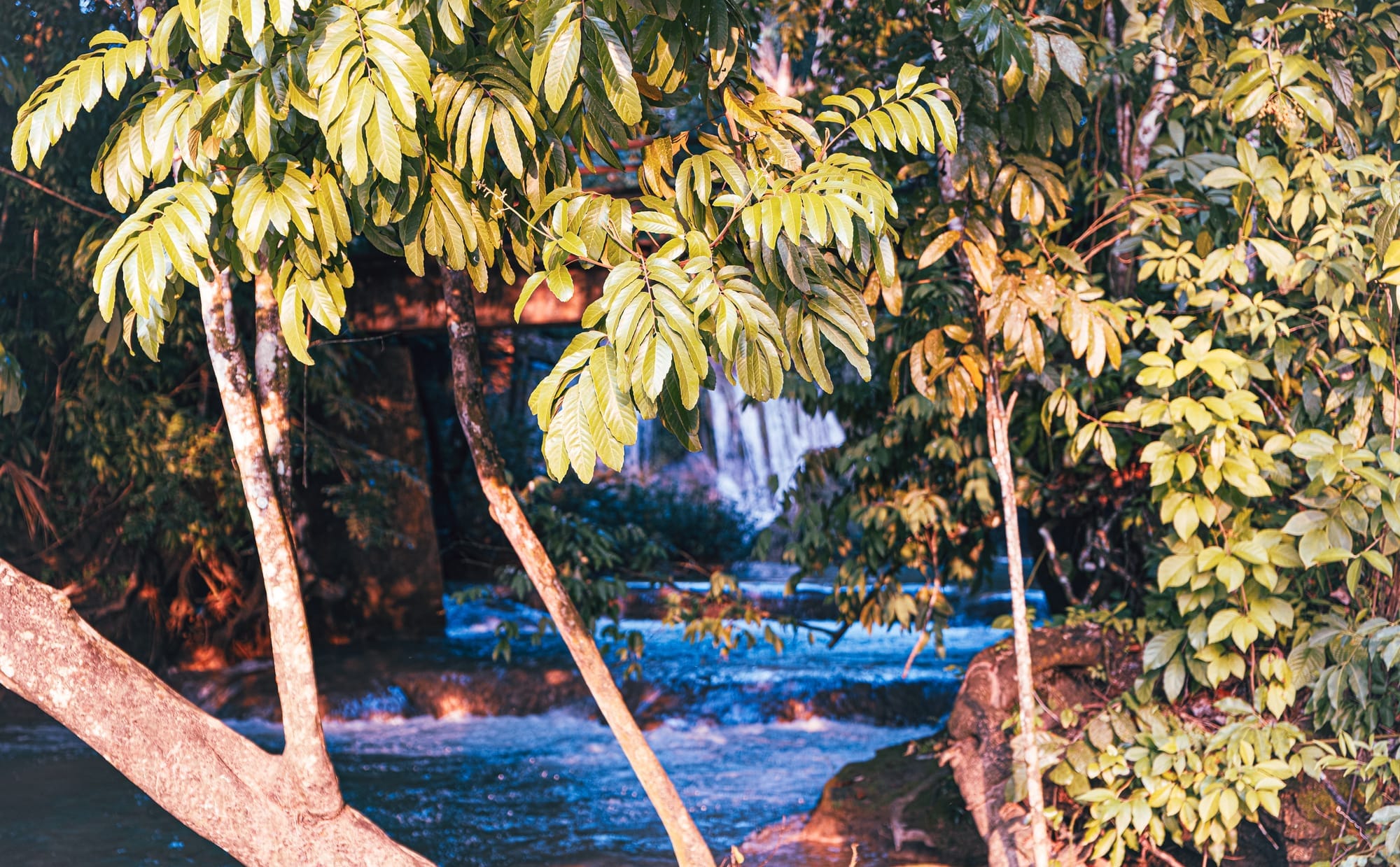 Cascadas Roberto Barrios waterfalls near Palenque, Chiapas, Mexico, dense jungle foliage surrounding river and waterfalls, tropical forest scenery near Roberto Barrios, jungle trail and waterfall area near Palenque, Chiapas
