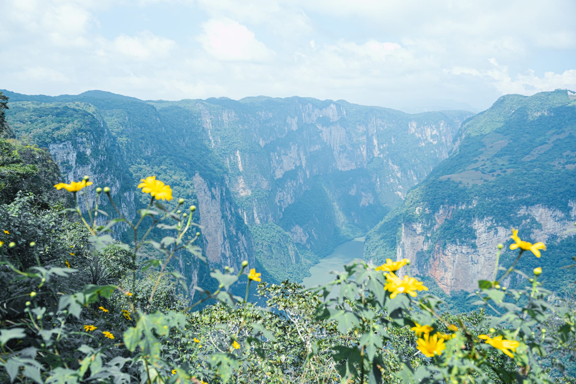 View of Sumidero Canyon from a lookout near San Cristóbal de las Casas, with yellow wildflowers in the foreground and the Grijalva River winding through steep, forested cliffs