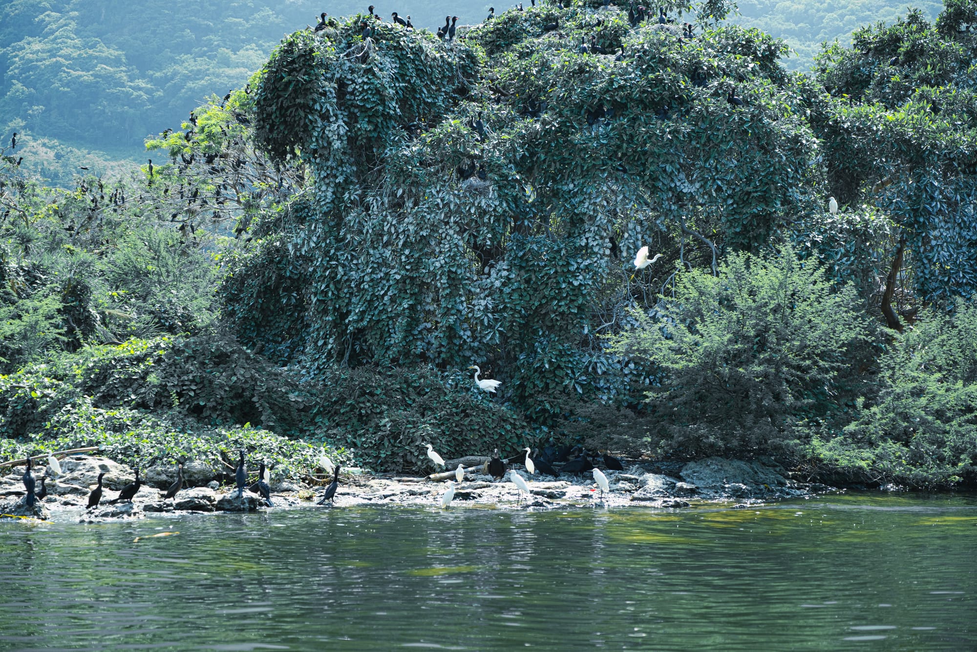 Group of egrets and black cormorants gathered along the edge of a lush, overgrown island in Sumidero Canyon, with dense vegetation rising above the water