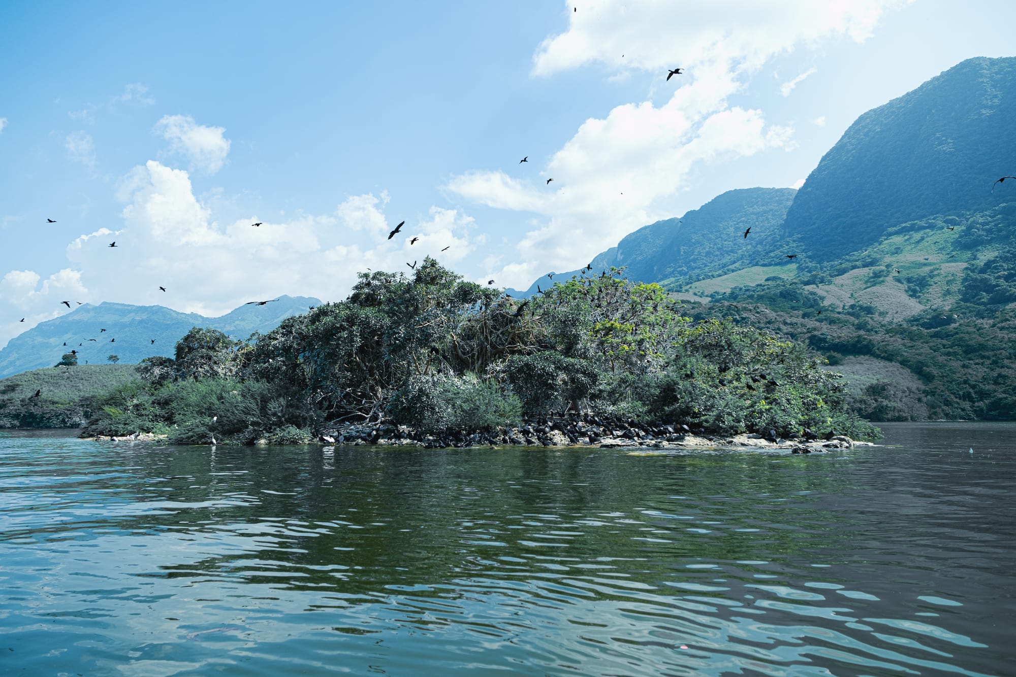 Small bird-filled island on the Grijalva River near Sumidero Canyon, with flocks circling above and green Chiapas hills rising in the background on a clear day