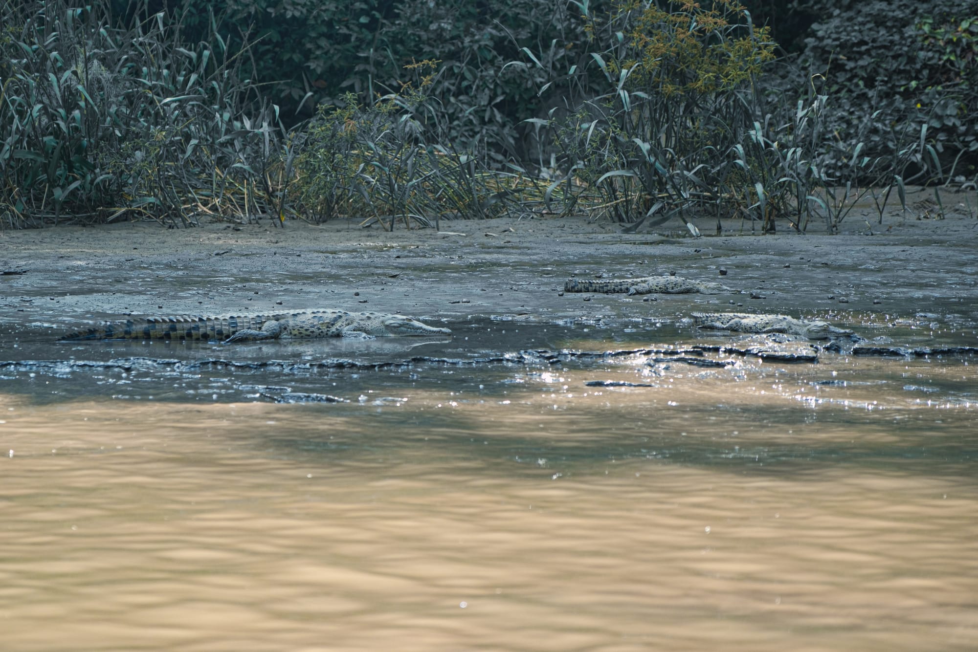 Crocodiles lying on the muddy riverbank inside Sumidero Canyon, with shallow water in the foreground and dense vegetation behind them