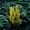Close-up of a yellow ginger lily in full bloom, surrounded by dark, rain-soaked foliage along a forested trail