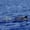 A Risso’s dolphin with characteristic white scarring swims alongside a younger, darker dolphin in the clear blue waters off São Miguel