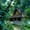 A traditional temple building at Wat Pha Lat, framed by lush jungle foliage in Chiang Mai, Thailand