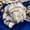 Close-up of delicate oyster mushrooms on a bright blue tarp at the Kadıköy Tuesday and Friday Bazaar